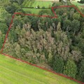 Bos te koop in Tielt-Winge Sint-Joris-Winge